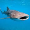 Whale_Shark